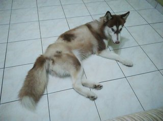 Gia - Husky Dog