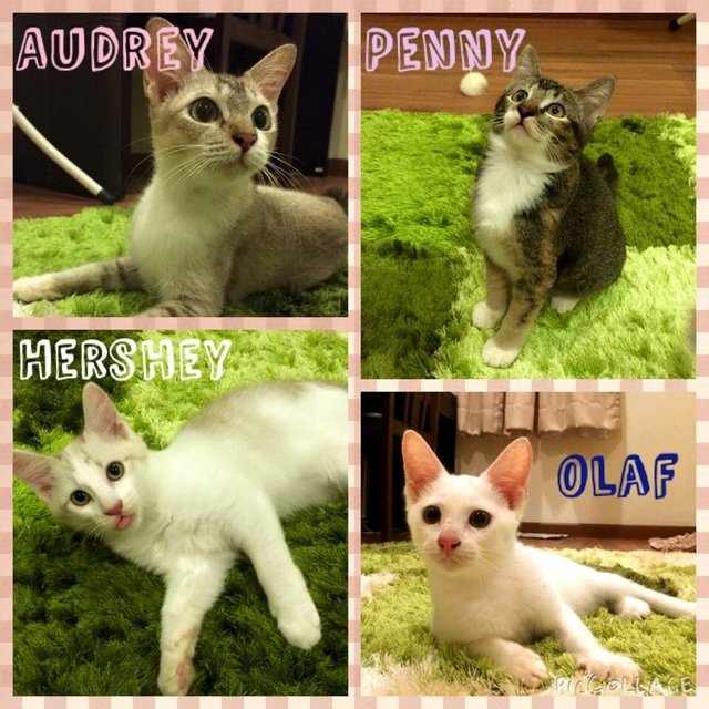 Penny, Hershey, Olaf And Audrey - Domestic Short Hair Cat