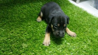 Cute Chubby Puppies  - Mixed Breed Dog