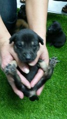 Cute Chubby Puppies  - Mixed Breed Dog