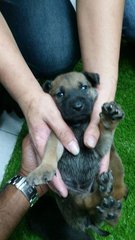 Cute Chubby Puppies  - Mixed Breed Dog