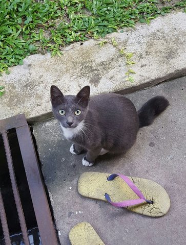 Mr. Grey - Domestic Short Hair Cat