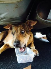 Taken on 16 Jan 2016 when he had his first hearty meal