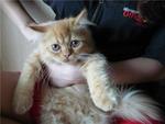 Steppy-the Amazing Kitten - Persian + Domestic Long Hair Cat