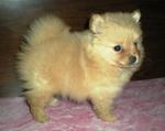 Puppy - Pomeranian Dog