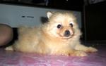 Puppy - Pomeranian Dog