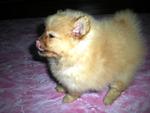 Puppy - Pomeranian Dog