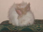 English Anggora - Angora Rabbit Rabbit