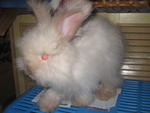 English Anggora - Angora Rabbit Rabbit