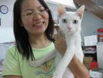 Snow - Domestic Short Hair Cat