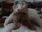 Bibi - Silky Terrier Dog