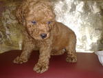 Cute Toy Poodle - Poodle Dog