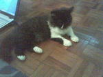 Mika - Domestic Long Hair Cat