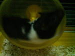 Lynnette - Common Hamster Hamster