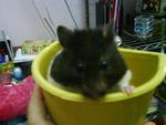 Lynnette - Common Hamster Hamster