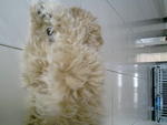 Momo - Poodle Dog