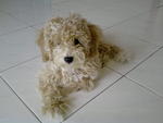 Momo - Poodle Dog