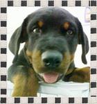 PF7492 - Rottweiler Dog