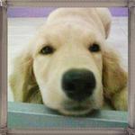 PF7493 - Golden Retriever Dog