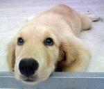 PF7493 - Golden Retriever Dog