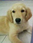 PF7493 - Golden Retriever Dog