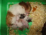 Syrian Hamsters - Syrian / Golden Hamster Hamster