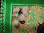 Syrian Hamsters - Syrian / Golden Hamster Hamster