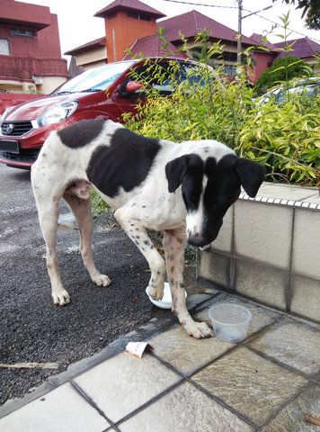 Tyson - Mixed Breed Dog