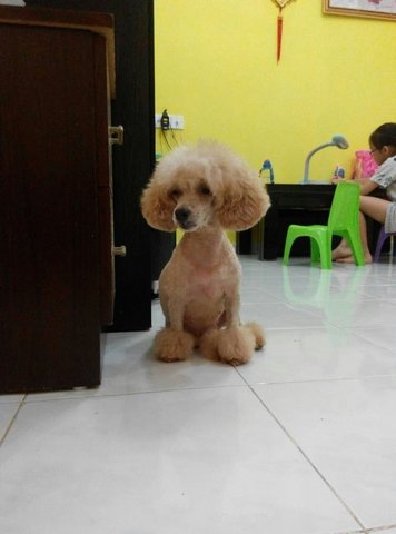 Bella - Poodle Dog