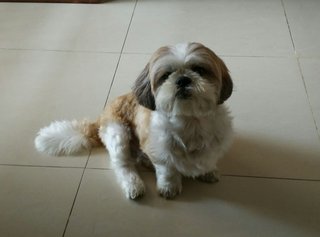 Clumsy - Shih Tzu Dog