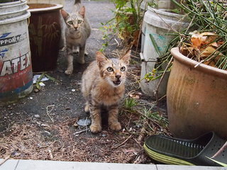 PF74035 - Domestic Short Hair Cat