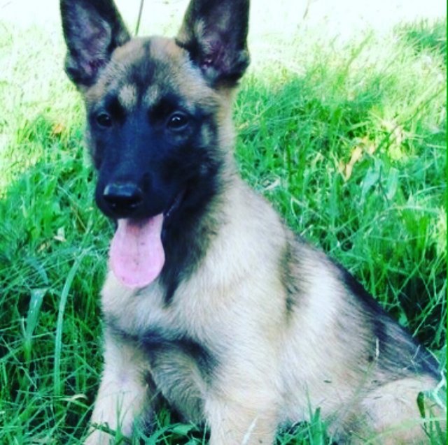 Luna - Belgian Shepherd Malinois Mix Dog