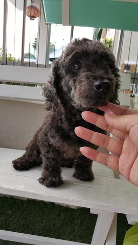 Pretty - Poodle Dog