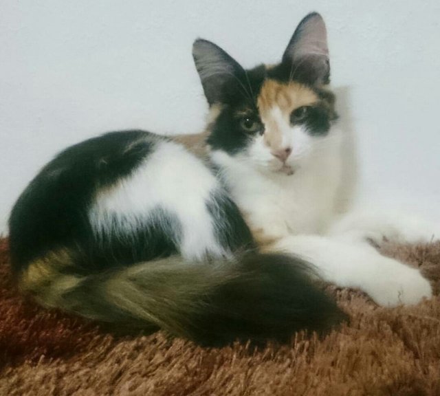 Fazura - Calico + Domestic Medium Hair Cat