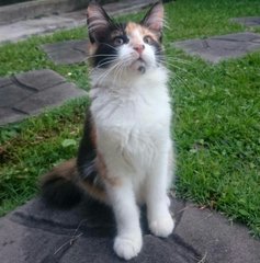 Fazura - Calico + Domestic Medium Hair Cat