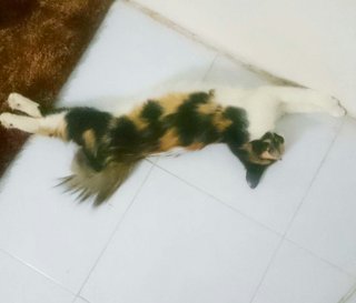 Fazura - Calico + Domestic Medium Hair Cat