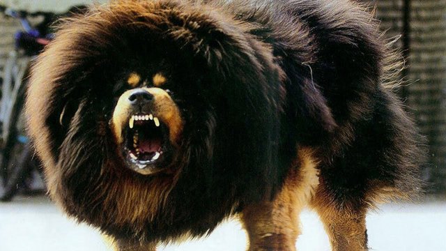 I - Tibetan Mastiff Dog