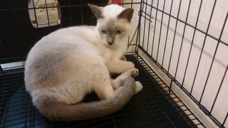 Female Siamese Mix - Siamese Cat