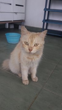 Sandy - Domestic Medium Hair Cat