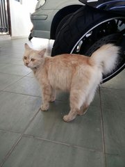 Sandy - Domestic Medium Hair Cat