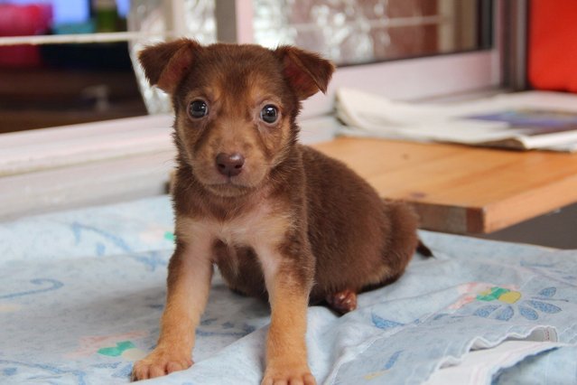 Male Puppy No 1 - Mixed Breed Dog