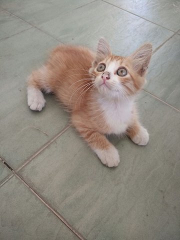 Socks, Snow, Shelly  - Domestic Medium Hair Cat