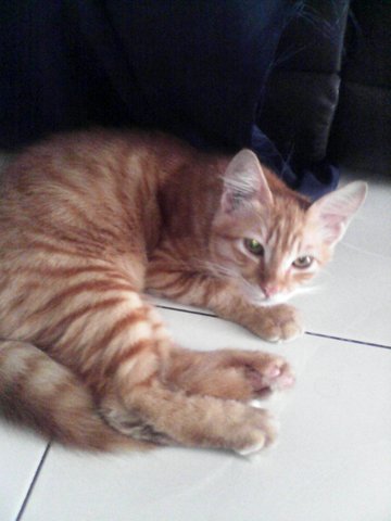 Orangey - American Shorthair Cat