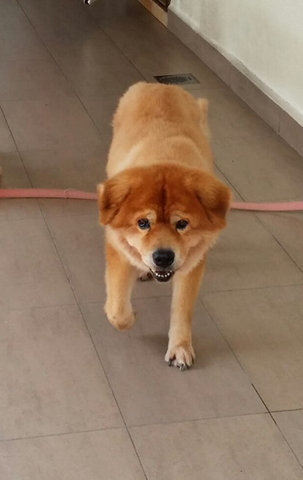 Cai Cai - Chow Chow + Labrador Retriever Dog