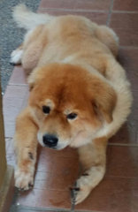 Cai Cai - Chow Chow + Labrador Retriever Dog