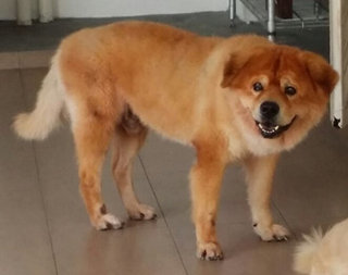 Cai Cai - Chow Chow + Labrador Retriever Dog