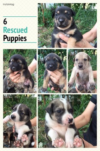 Rescued Puppies - Mixed Breed Dog