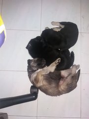 3 Adorable Black Puppies  - Mixed Breed Dog