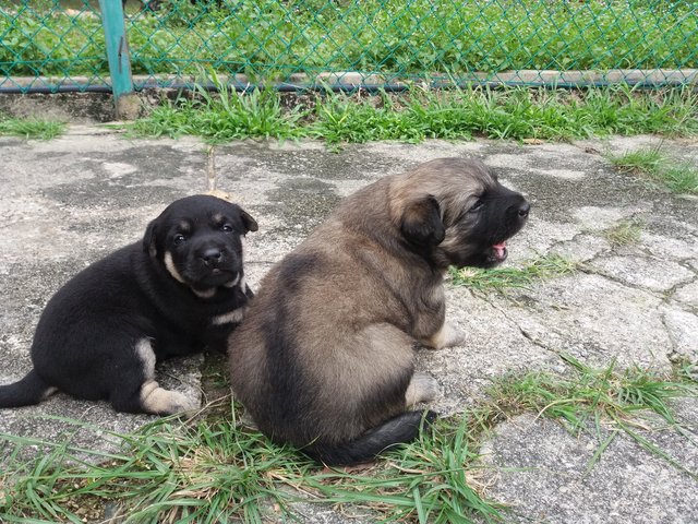 3 Adorable Black Puppies  - Mixed Breed Dog