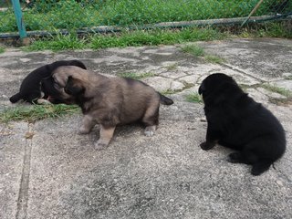 3 Adorable Black Puppies  - Mixed Breed Dog